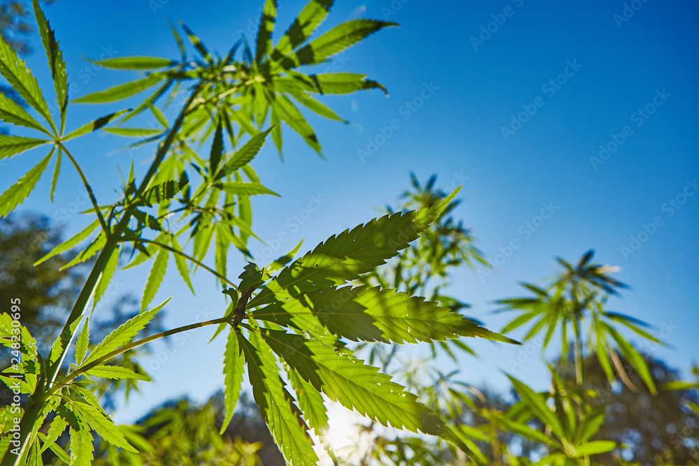 Beautiful still life with copy space of marijuana plant on blue sky background Beautiful still life with copy space of marijuana plant on blue sky background