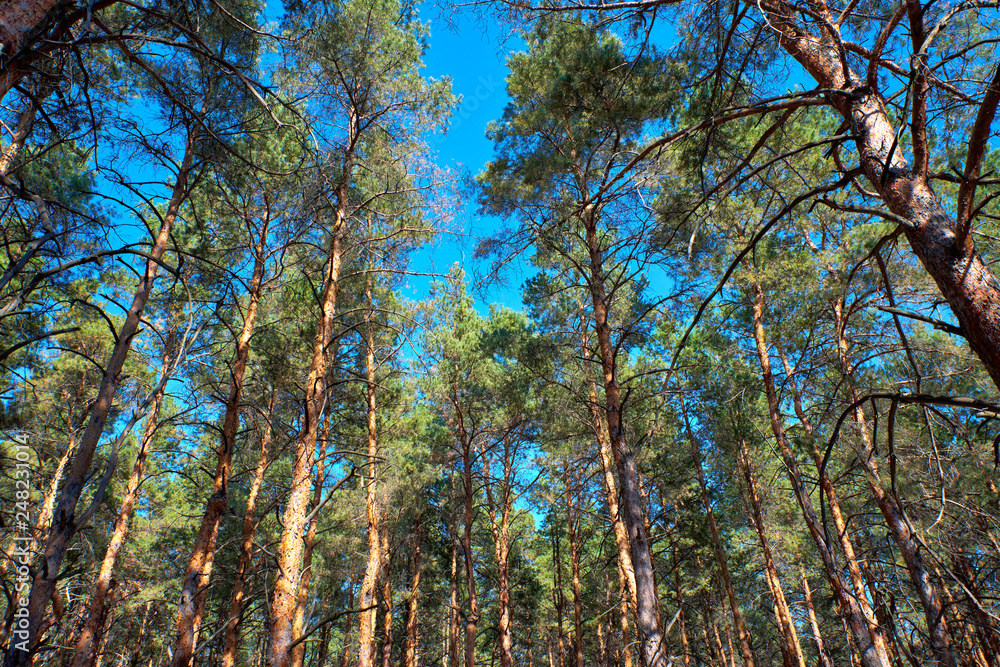 Fototapeta premium tall pines and their crowns against the blue sky