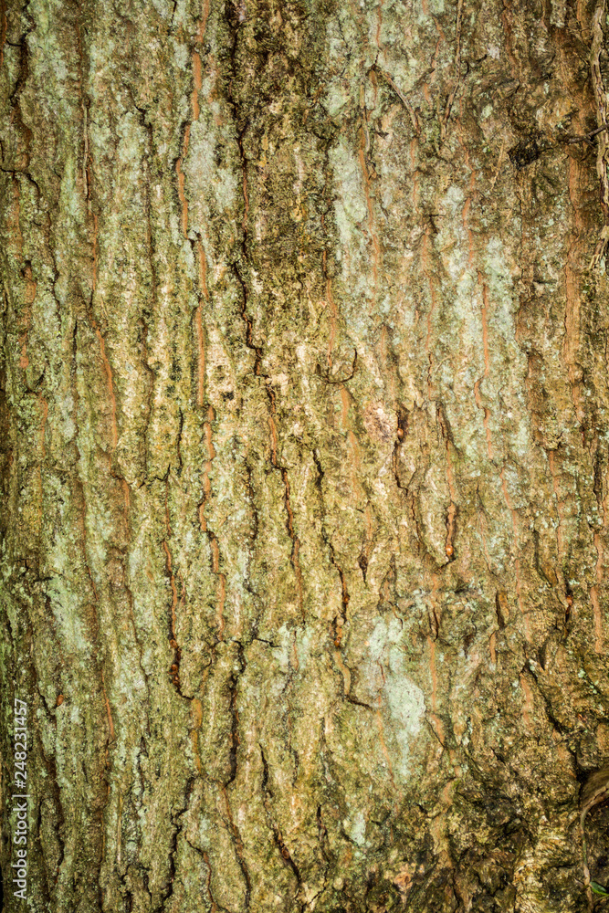 Fototapeta premium Sessile Oak Bark