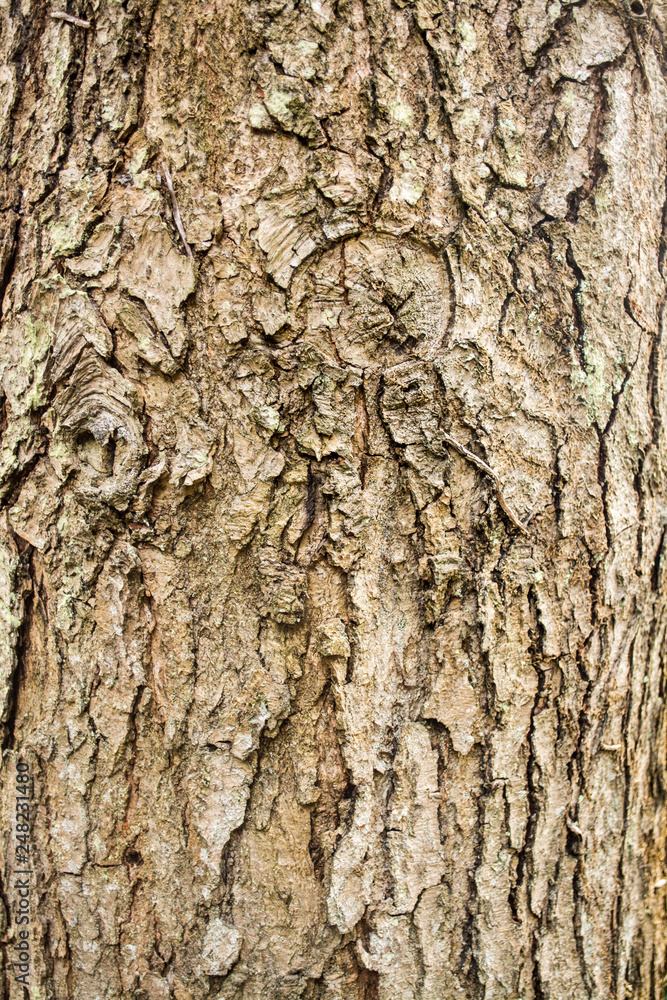 Naklejka premium Hungarian Oak Bark