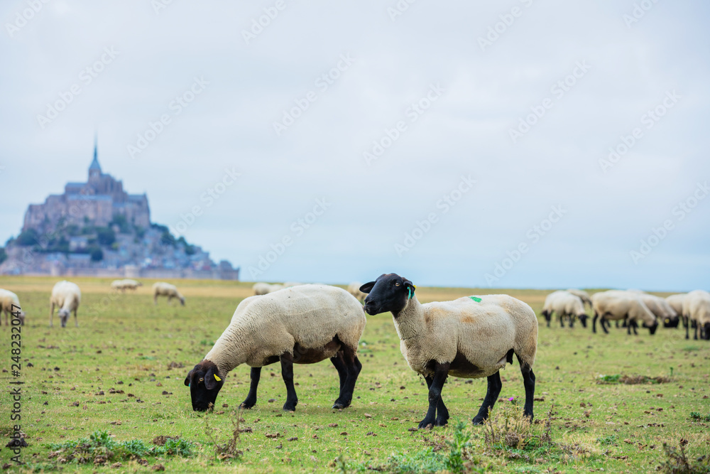 Obraz premium Beautiful view of famous historic Le Mont Saint-Michel tidal island with sheep grazing on fields of fresh green grass on a sunny day, France