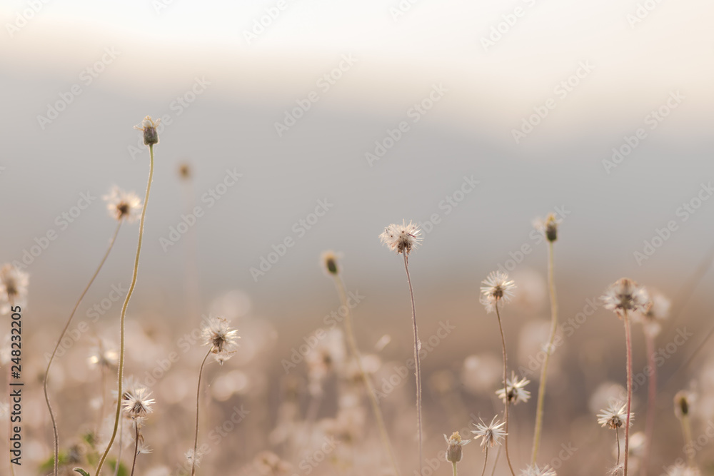 Close up of Beautiful grass with blurry mountain view and sunset light Close up of Beautiful grass with blurry mountain view and sunset light