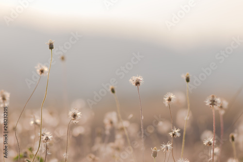 Close up of Beautiful grass with blurry mountain view and sunset light