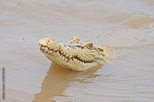 A very rare white saltwater crocodile, Crocodylus porosus, also known as the estuarine crocodile pokes her head out of the Adelaide River near Darwin.