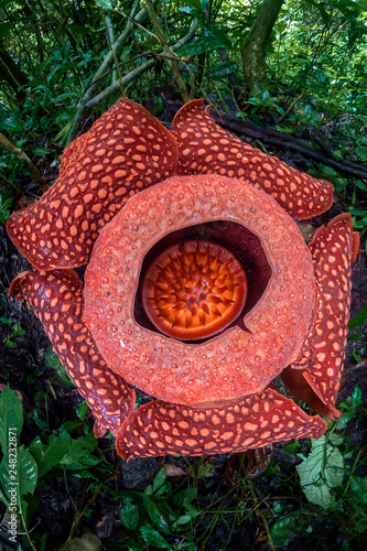 Rafflesia Arnoldii Flower