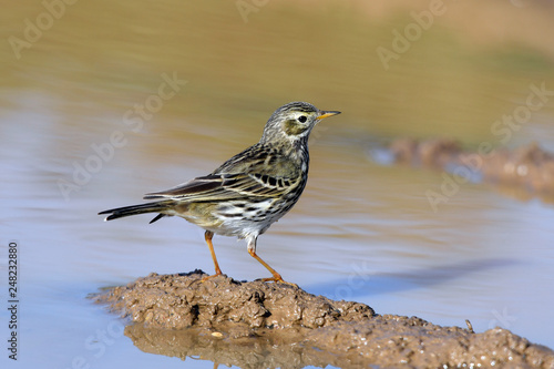 Wiesenpieper (Anthus pratensis) - Meadow pipit photo