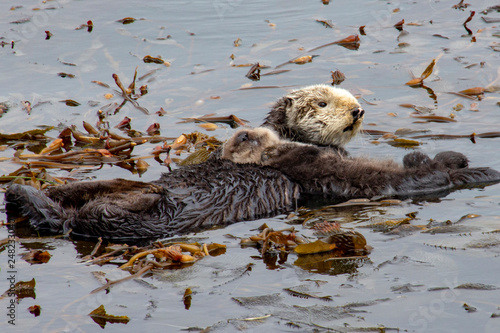 mother otter with child