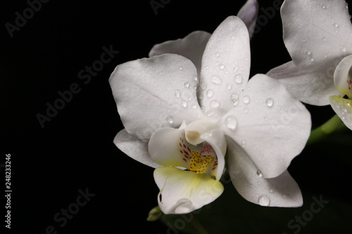 White orchid on the black background 