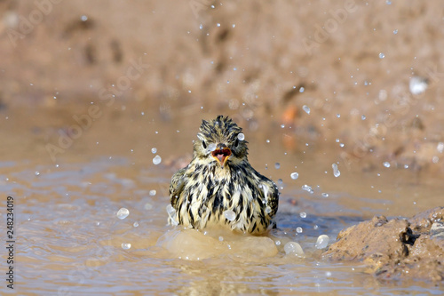 badender Wiesenpieper (Anthus pratensis) - Meadow pipit photo