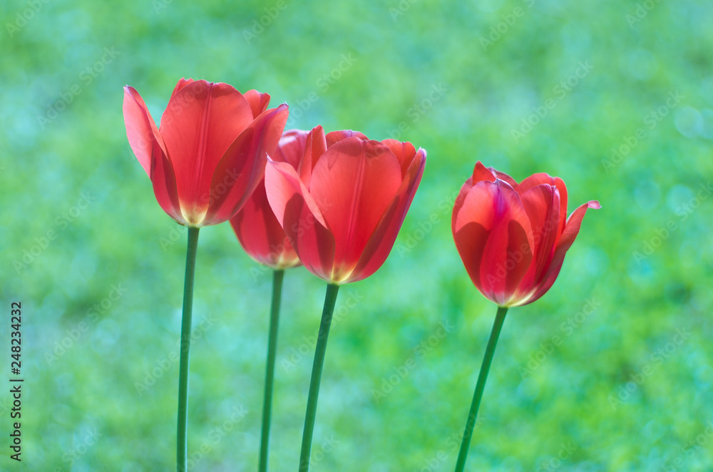 Tulips in the garden. A bouquet of red tulips on a green background. Tulips in the garden. A bouquet of red tulips on a green background.