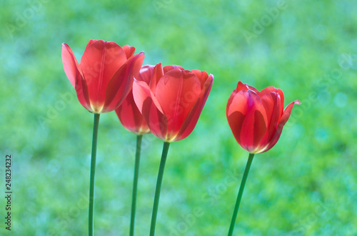 Tulips in the garden. A bouquet of red tulips on a green background.