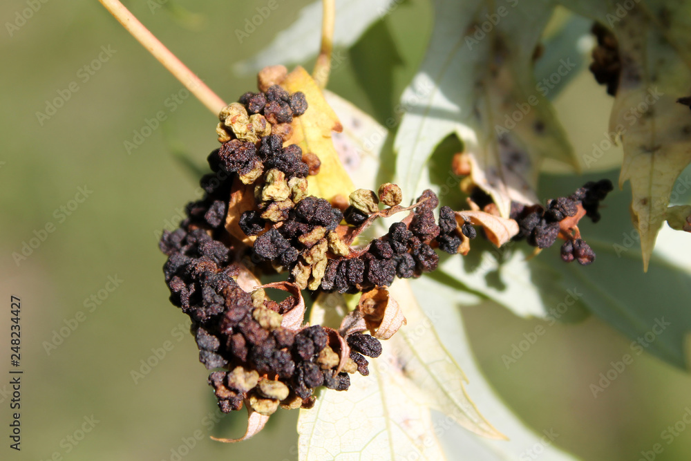 Black galls caused by maple bladder-gall mite or Vasates quadripedes on Silver Maple (Acer saccharinum) leaf Black galls caused by maple bladder-gall mite or Vasates quadripedes on Silver Maple (Acer saccharinum) leaf