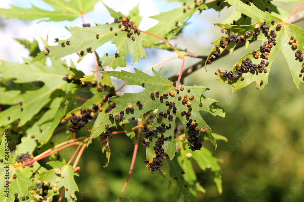 Black galls caused by maple bladder-gall mite or Vasates quadripedes on Silver Maple (Acer saccharinum) foliage Black galls caused by maple bladder-gall mite or Vasates quadripedes on Silver Maple (Acer saccharinum) foliage