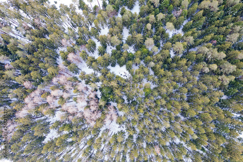 A bird's eye view of the black forest