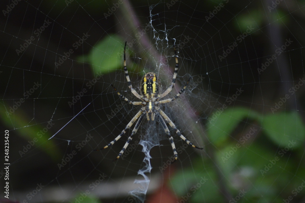 A spider weaving its web A spider weaving its web
