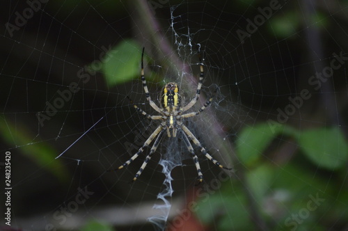 A spider weaving its web