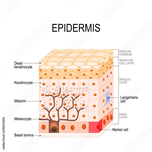 epidermis structure photo