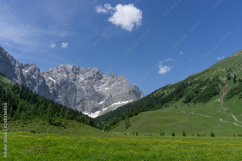 Beautiful pasture with dandelions in the Alps
