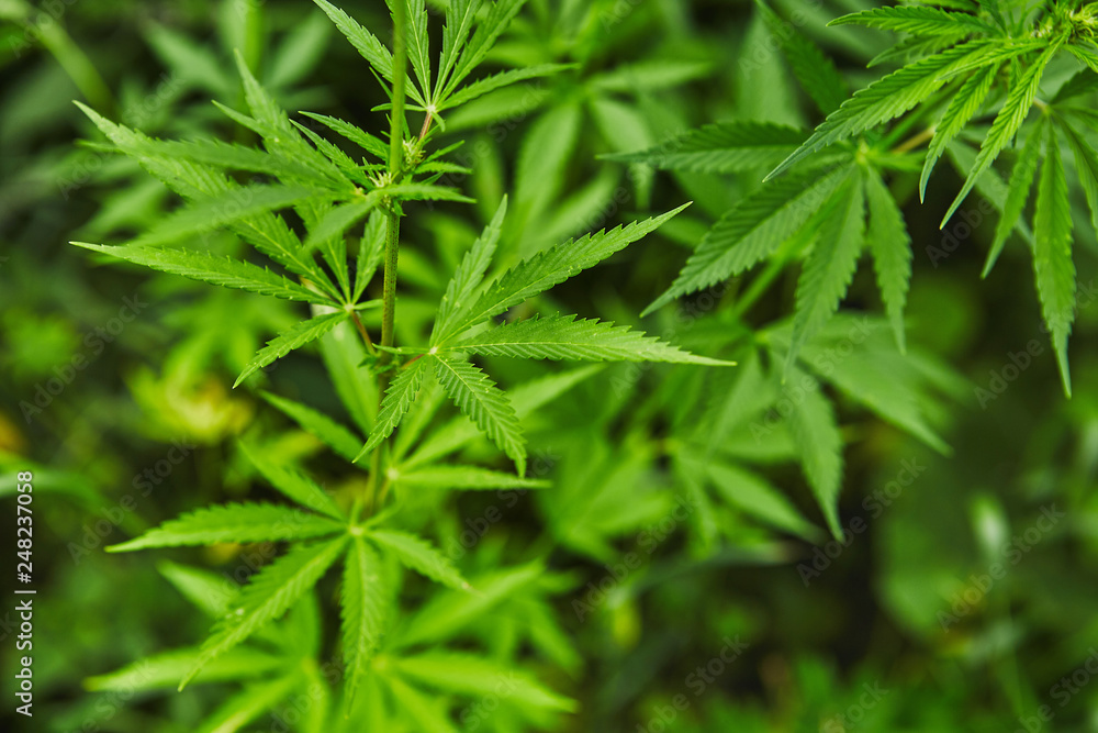 Green fresh marijuana leaves pattern Green fresh marijuana leaves pattern