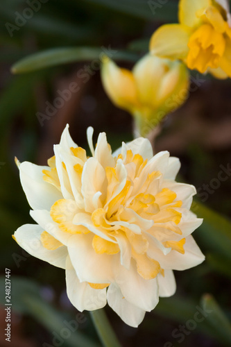 daffodil frilly