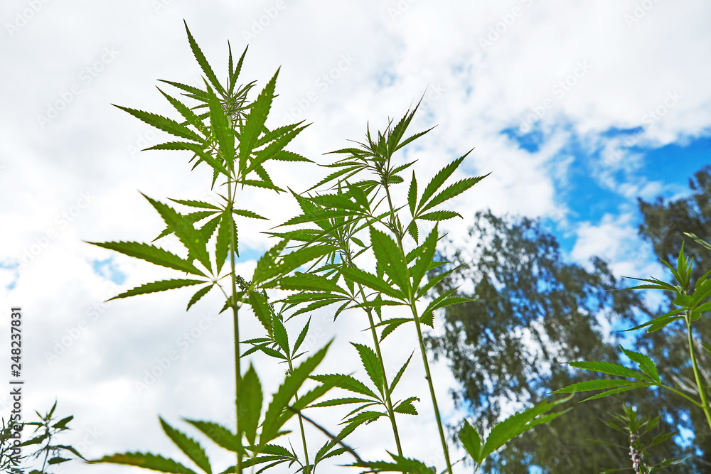 Young leaves of marijuana on sky background Young leaves of marijuana on sky background