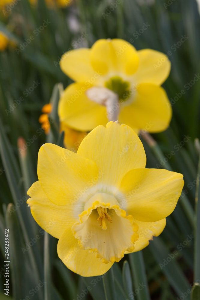 yellow daffodil front back yellow daffodil front back