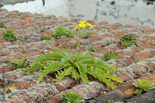Pflanze auf Hausdach