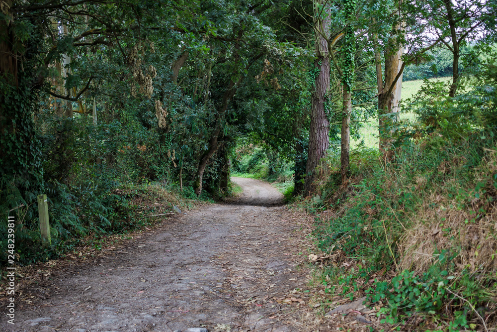 path in the forest path in the forest