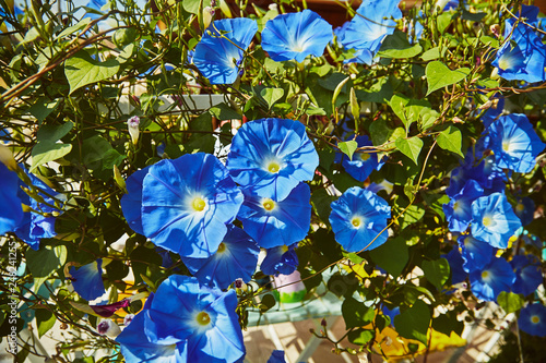 Blue flowers of convolvulus at garden photo