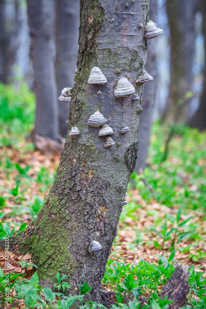 Fomes fomentarius, known as the tinder or hoof fungus, a species of fungal plant pathogen growing on a tree trunk. Fomes fomentarius, known as the tinder or hoof fungus, a species of fungal plant pathogen growing on a tree trunk.
