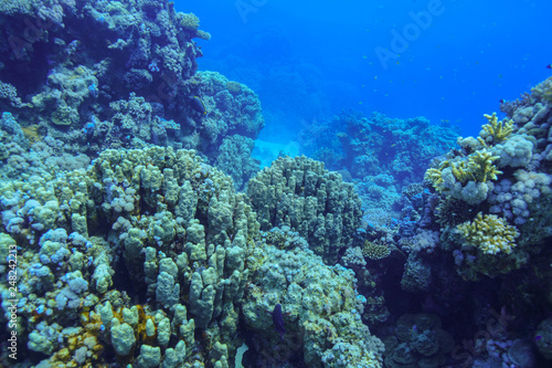 Coral reefs of the Red Sea, Egypt