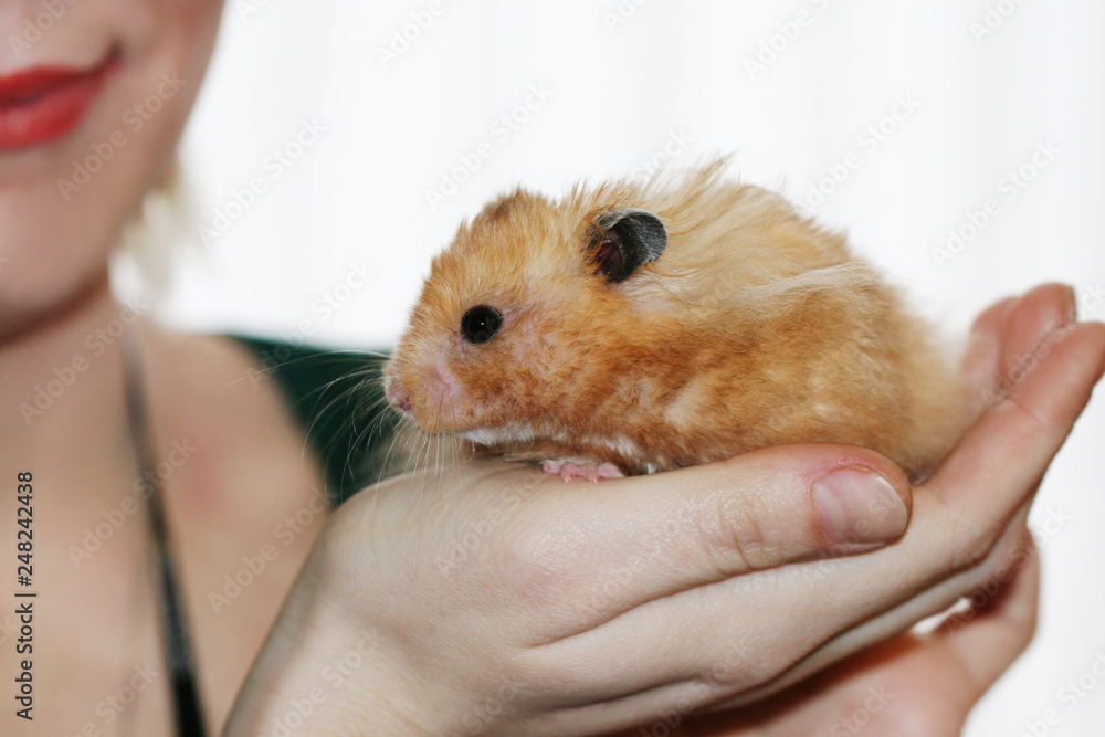 Very fluffy cute syrian hamster in owners hands Very fluffy cute syrian hamster in owners hands