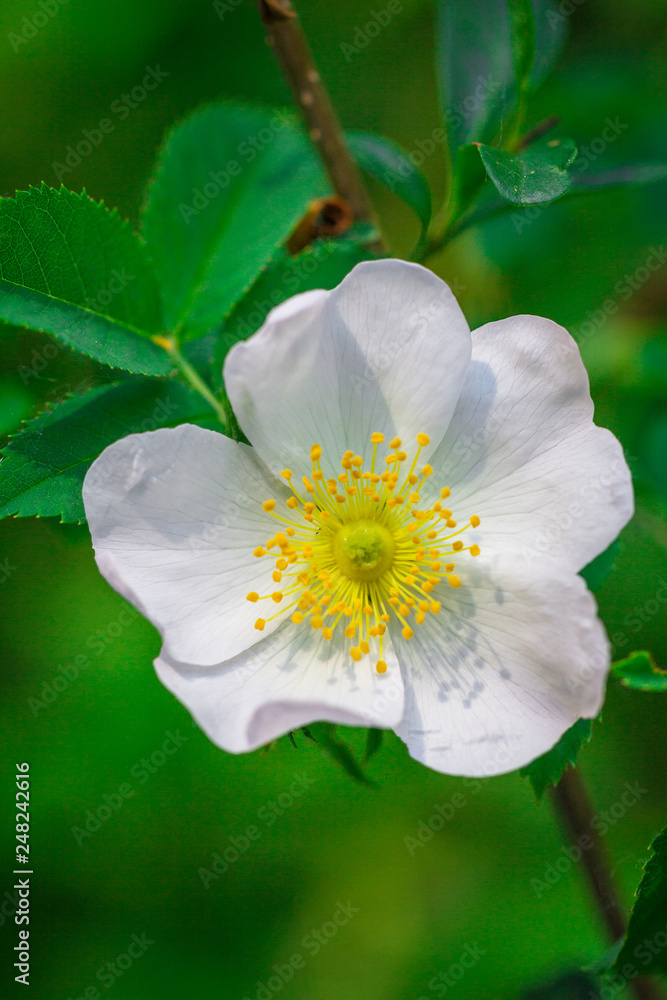 A wild rose (Rosa canina), flower in a garden at a close-up view.