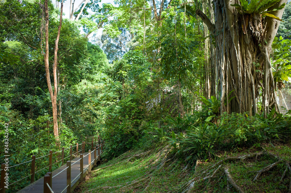 Exotic Banyan Tree Vines along Hiking Path in Bukit Timah Nature Park, Singapore Exotic Banyan Tree Vines along Hiking Path in Bukit Timah Nature Park, Singapore
