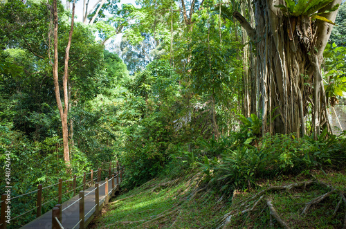 Photography Exotic Banyan Tree Vines along Hiking Path in Bukit Timah Nature Park, Singapore