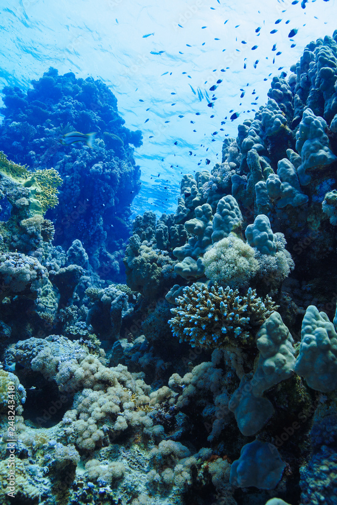 Coral reefs of the Red Sea, Egypt Coral reefs of the Red Sea, Egypt