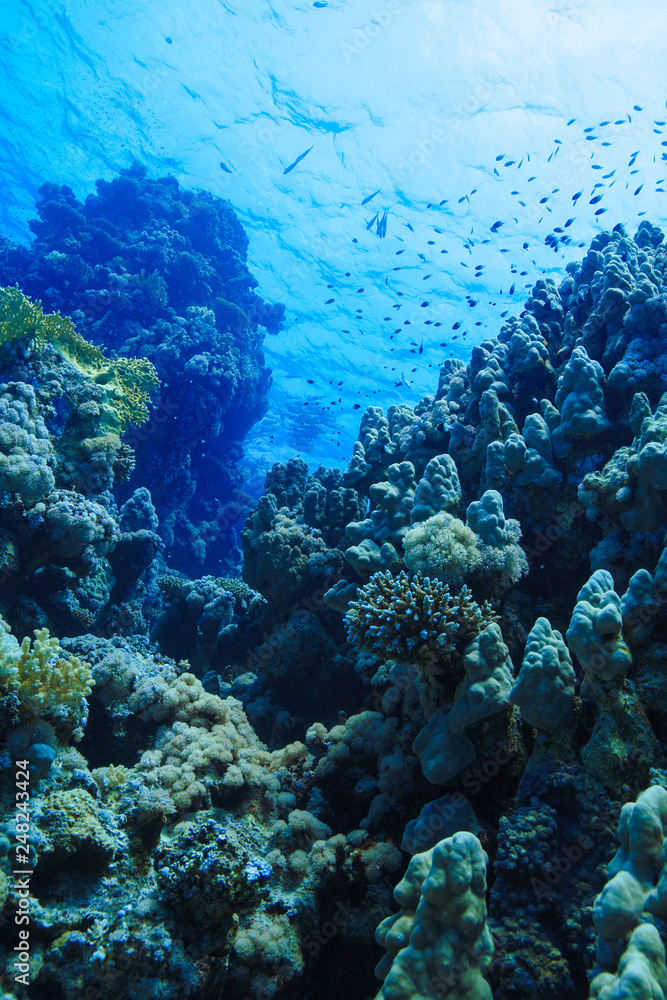 Coral reefs of the Red Sea, Egypt