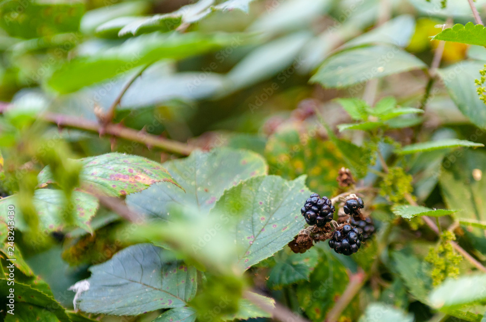 Wild blackberries in a Romanian forest Wild blackberries in a Romanian forest