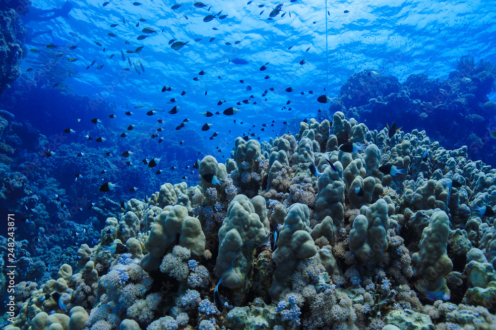 Coral reefs of the Red Sea, Egypt Coral reefs of the Red Sea, Egypt
