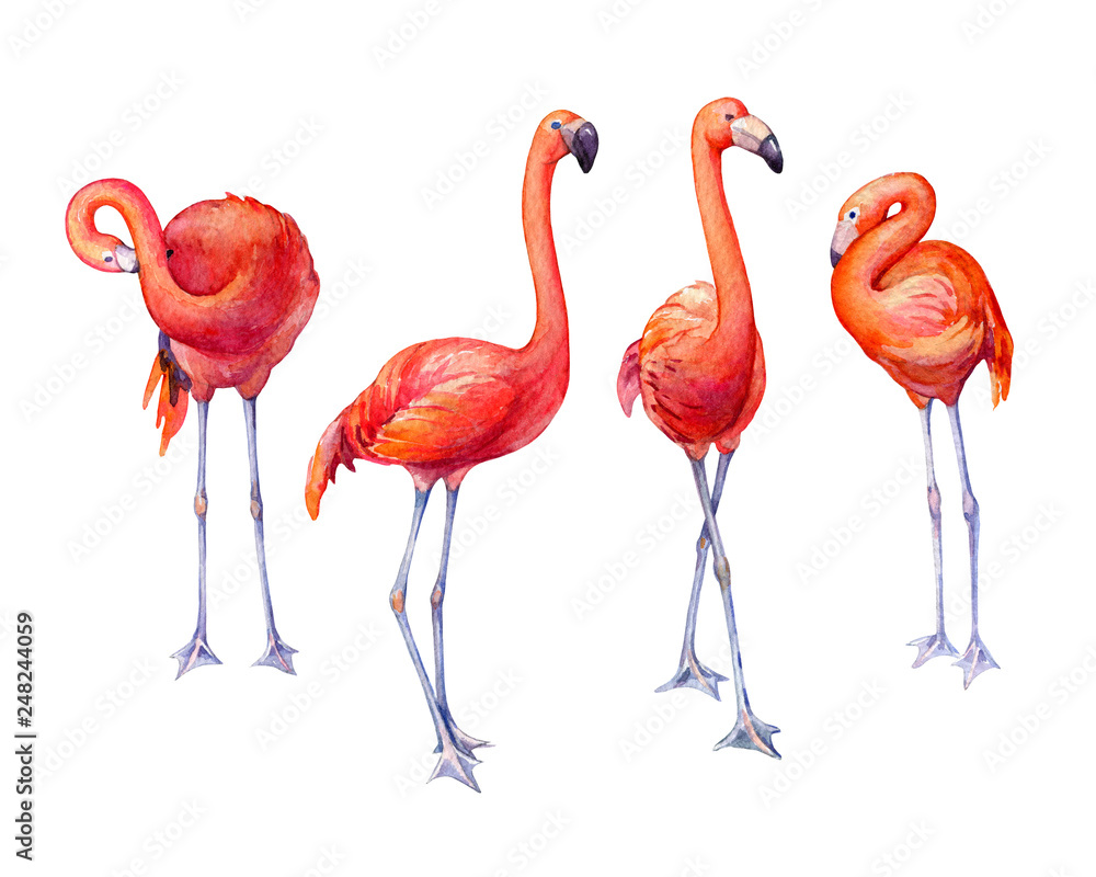 Obraz premium Set cute pink flamingos. Collection tropical pink flamingo bird (flame-colored) in different poses. Hand drawn watercolor painting illustration isolated on white background.