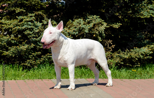 Cuadro en lienzo Bull Terrier, dog,  pets, pooch, breed, domestic, animal, grass, mammal, fur, c