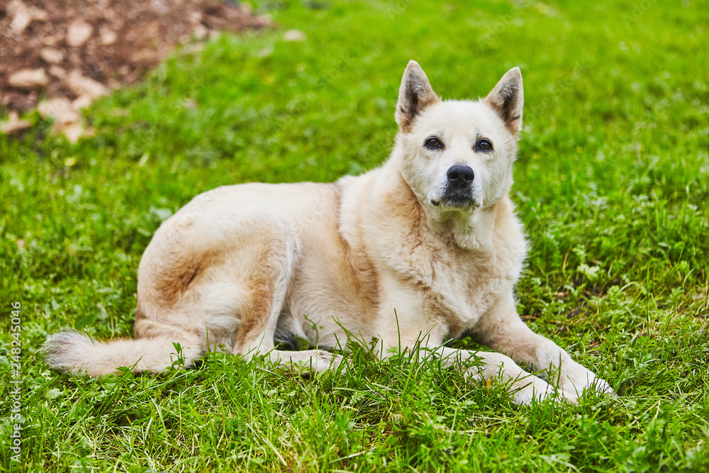 Very old white husky dog is resting on grass