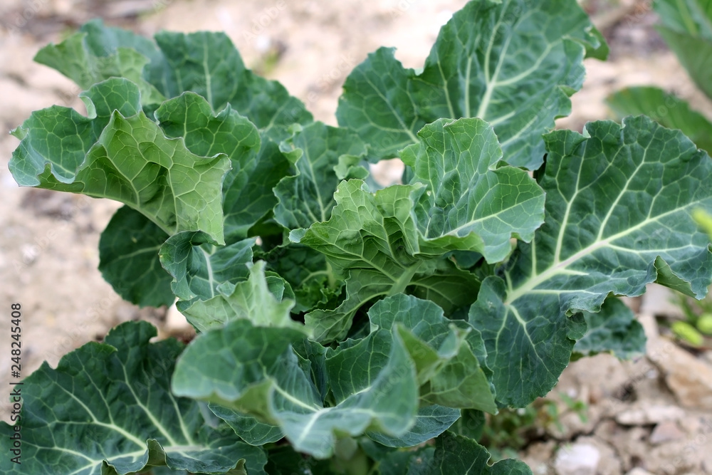 Cabbage growing in the garden. Selective focus. Cabbage growing in the garden. Selective focus.