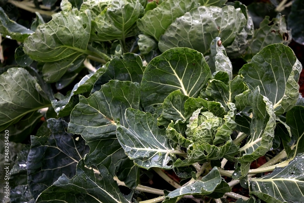 Cabbage growing in the garden. Selective focus. Cabbage growing in the garden. Selective focus.