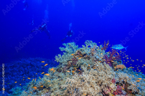 Fototapeta Naklejka Na Ścianę i Meble -  Diving the Red Sea, Egypt