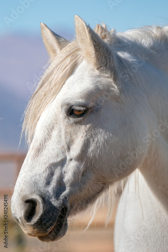 Scottish Highland Pony  Equus caballus 