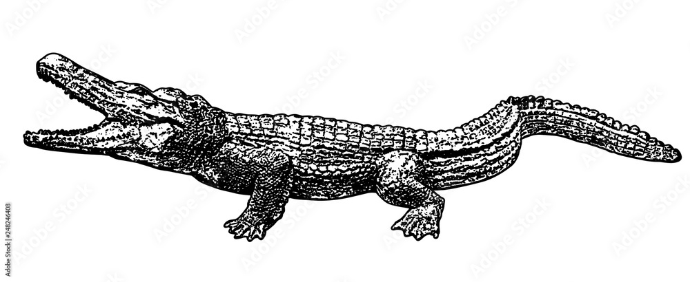 Naklejka premium Crocodile silhouette on white background