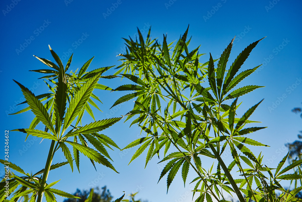 Beautiful still life with copy space of marijuana plant on blue sky background