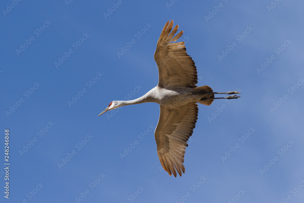 Obraz premium Sandhill Crane in Flight Against the Clear Blue Sky