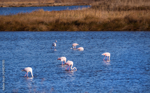 Group of flamingos feeding in beautiful blue lake © Dimitrius